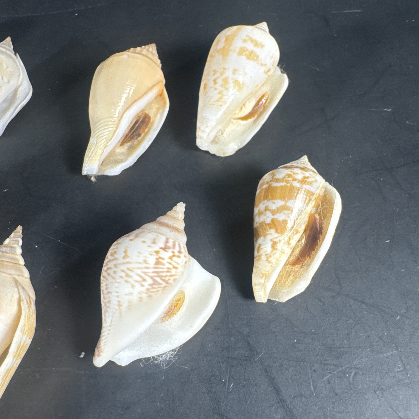Strombus Shell Collection Sea Shells Lot Of 16 Shells