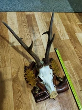 Roe deer horns. Antlers, taxidermy, wood, hunting trophy