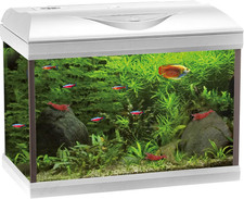 Basic 40 LED - Acquario Completo Di 65 Litri, Illuminazione LED 8500 5W, Incluso