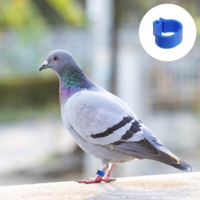 100 Pcs 10mm Ring Bird Rings Pigeon Bague De Bébé Anneaux Pattes Pigeons boutiques