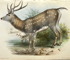 Deer Print 1861 Antique Zoological Color Plate Vietnamese Sika Deer