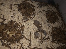 SUPERWORMS Live  200 count  Free Shipping