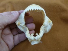 SJ220-147 Rare 3.25" KITEFIN SHARK jaw jaws t**th Dalatias licha dogfish species