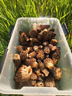 USA MORELS 1 OZ. DRY