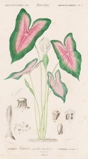 Caladium Bicolor Kaladien Buntwurz Gravure Botanique Stahlstich Orbigny 1861