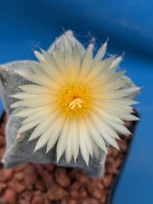Astrophytum myriostigma 2.5"-3" Wide Cactus Plant Great Flocking BLOOMING SIZE!