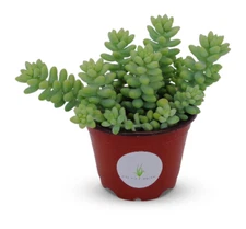 Donkey Tail Cluster Sedum Morganianum Succulents