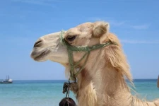 Digital Image Picture Photo Pic Wallpaper Background Camel On Shoreline Beach