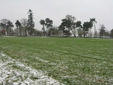 Photo A2 Small wood near White Moss Bogs Bank What looks like the remain c2017