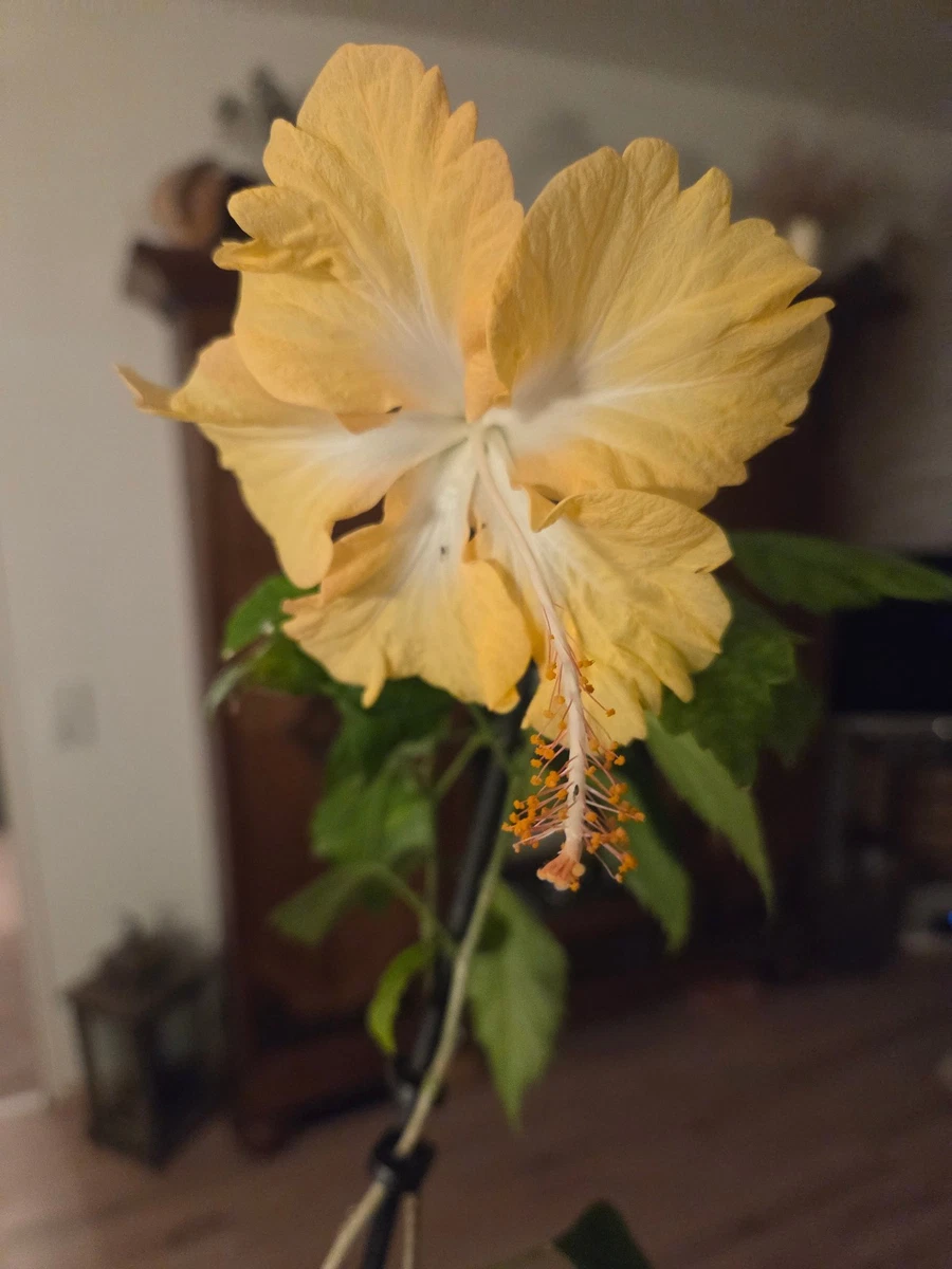 lorbeer als zimmerpflanze Echter Lorbeer kaufen | Laurus nobilis main image 0
