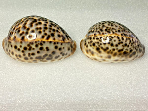 Rare Paire TIger Cowrie Shell, Cypraea Tigris Leopard Netural Sea Shell