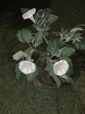 MOON FLOWER SEEDS BUSH TYPE PACKED FOR 2022 USA MOONFLOWER PERENNIAL SEEDS