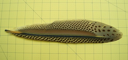One ~12.5" Clipped Argus Cock Primary Wing Feather Lot-SF 297 - Picture 2 of 6
