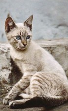 Posdtkarte  *  Kunstkarte   Kitten  *  Katze  **  Cat     postcard # 1