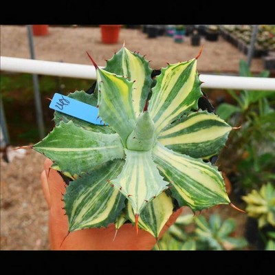 Rare Succulent Plant Agaoe potatorum var．verschaffeldii Garden plants