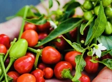 PREMIUM CHILE PEQUIN BIRD EYE HOT PEPPER SEEDS FREE SHIPPING