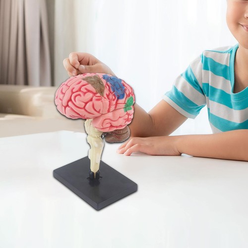 Brain Model 4D Disassembled Toy Brain Functions Model Education Display - Picture 6 of 7