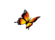 Orange Butterfly T34o Left View Butterfly Vinyl Decal Sticker