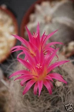 Neoporteria nidus exotic flower eriocise bolibia rare cactus cacti seed 20 SEEDS