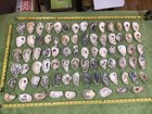 Lot of 79 Atlantic Oyster Shells 3 To 4 Inch Long Craft Art Collect￼ — photo 5