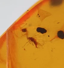 100 MILL. YEARS OLD BURMITE AMBER WITH FLY (ABR21/56)