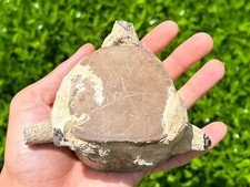 HUGE Fossil Tylosaurus Mosasaur Vertebrae Dinosaur Bone Texas Ozan Formation