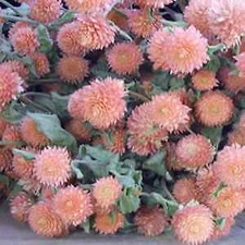 Gomphrena globosa Qis Salmon   1,000 seeds