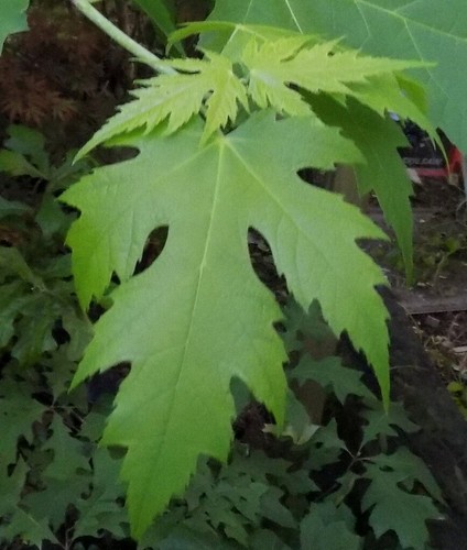 Silver Maple Tree Seed Ling Acer Saccharinum Landscape Bonsai Green Yellow Ebay