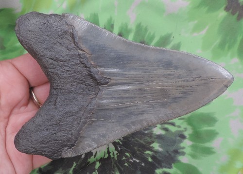 Megalodon Sharks Tooth 5 3/8" inch NICE fossil sharks teeth tooth - 第 6/6 張圖片