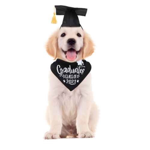  2 Pcs Doctoral Bib for Dog Party Clothing Pet Graduation Photo Season Mini Hat - Picture 1 of 12