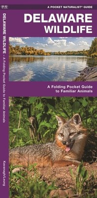 Delaware Wildlife : An Introduction to Familiar Species, Paperback by Kavanag...