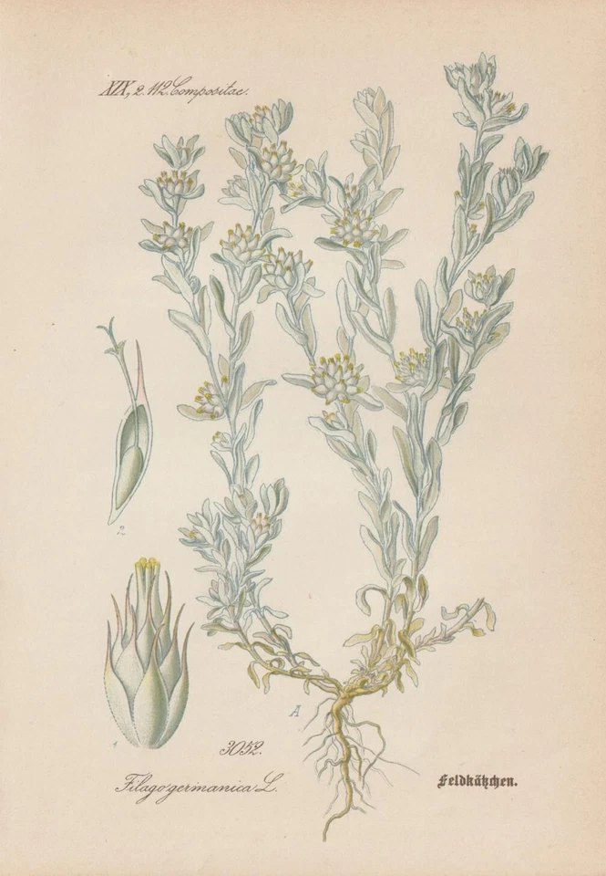 Filzkraut (Filago germanica) CHROMOLITHOGRAFIE von 1887 Botanik Antik - Bild 1 von 1