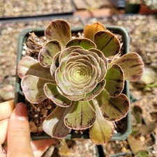 Aeonium arboreum var. rubrolineatum Succulent Plant