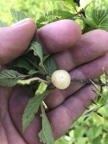 1 Nanking White sweet bush cherry rooted plant. Zones 2-7. Not self-pollinating - Picture 5 of 7