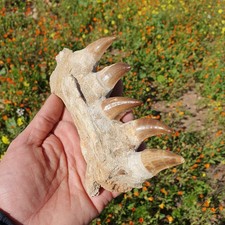 Fossil Mosasaur Jaw with Teeth Authentic Cretaceous Marine Reptile Dinosaur Era