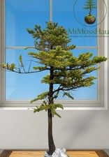 26” white Spruce Picea Glauca Pre Bonsai  Wild Collected cold hardy Michigan 