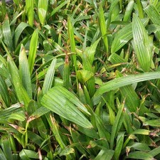 100 x sadzonka Trachycarpus wagnerianus, 2 lata