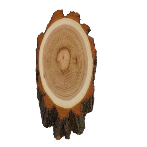 Acacia Trophy Shield Deer Buck Antlers Tree Shield AF 19Cm