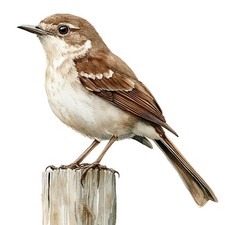 2 x autocollants autocollants rossignol autocollants de voiture 9 x 9 cm oise...