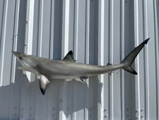 41" Blacktip Shark Two Sided Mount Shark Replica - Quick Production