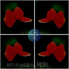 2X Male - Albino Full Red DBS Halfmoon - High Quality Live Guppy Fish - A