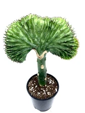 10-16" Tall Pink, Green, Silver Green , Coral Cactus Grafted-Euphorbia Lactea-
