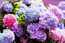 Mixed Color Hydrangea Seeds (50 Seeds) Easy to Grow, Large Colorful Blooms
