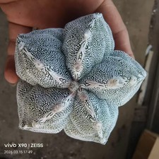 Rare Cacti plant Astrophytum myriostigma 'Onzuka'  ‘Kikko’ WYSIWYG Own Root Sale