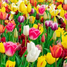 35 Mixed Tulip Bulbs – Assorted for Spring Color – Perfect for Beds, Borders & C