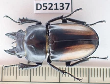 D52137. Insects, Lucanidae: Neolucanus kontumensis sp. Vietnam Central. Big.
