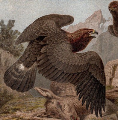 GOLDEN EAGLES - Alpine Predators with Prey Scene 1880 Antique Engraving
