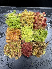 Live Sphagnum Moss 9 Species Mix 7"x8" Carnivorous Plants Terrariums Vivariums