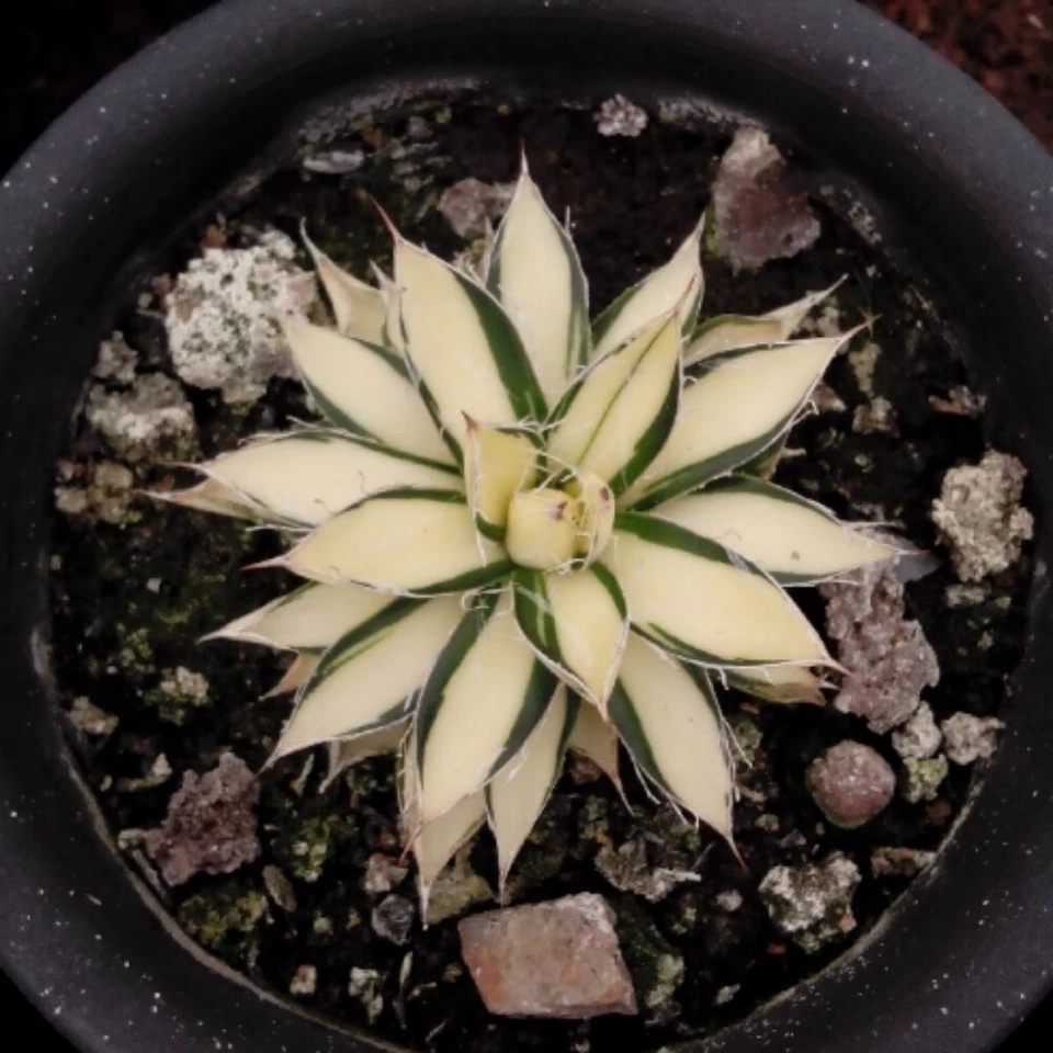 7cm 1PCS Agave Filifera 'Ouhi-Midare-Yuki Indoor and Outdoor Planting Rare - Image 2 of 4