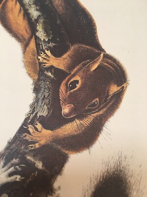 Cat Squirrel Audubon Animal Print Poster 